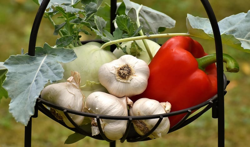 Plant-Based Cuisine